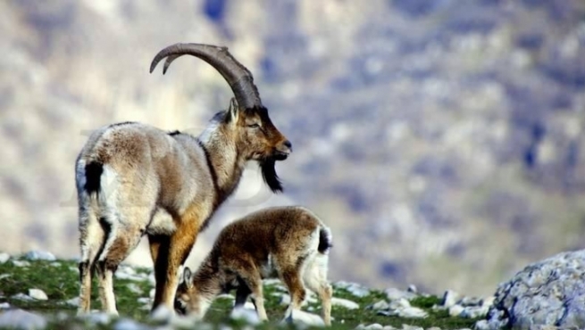 دەستەی ژینگە: راوكردنی هەندێك ئاژەڵ سزاكه‌ی 10 ملیۆن دینارە