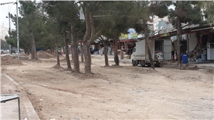 بڕینی چەند نەمامێك لە شاردەێی تەكیە هەرا دەنێتەوە