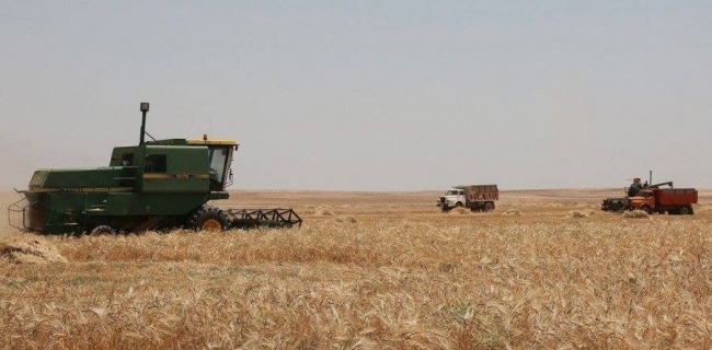  عێراق گه‌نم له‌ هه‌زار و 640 جووتیار ده‌كڕێته‌وه‌ 