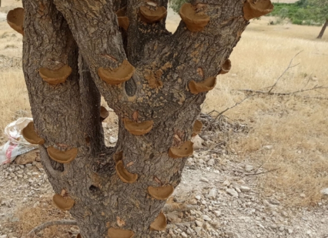 لە خۆشناوەتیی ڕانیە وەرزی بەرھەمھێنانی بنێشتەتاڵە دەستی پێ کرد