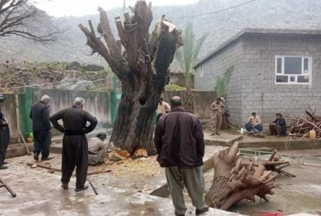 سكاڵا له‌سه‌ر ئه‌و كه‌سانه‌ تۆمار كرا كه‌ دره‌ختێكی به‌ته‌مه‌نیان بڕییه‌وه‌