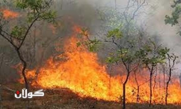 وەزارەتی كشتوكاڵ: گومان دەکرێت سوتانی دارستانەكان بە ئەنقەست و مەبەست لێی پڕۆژەی نیشتەجێبوون بێت