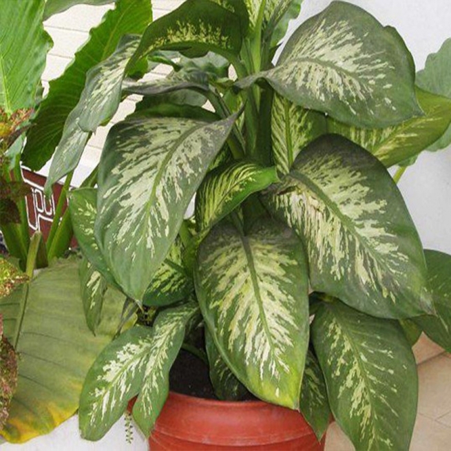 جۆرە نەمامێک لە زۆربەی ماڵەکان ھەیە و دەبێتە ھۆی مردنی مرۆڤ