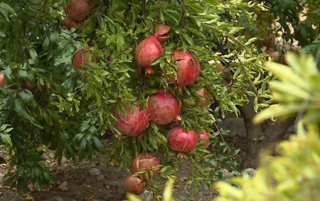 لە رواندز جووتیارێک هەنارێکی تایبەت دەچێنێت کە هەر قەڵەمێکی بە 25 دۆلارە
