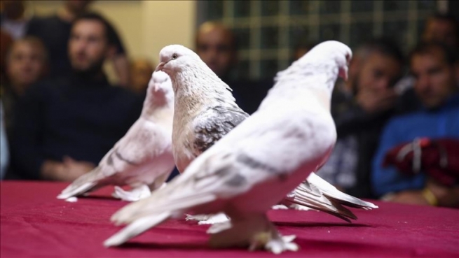 فیستیڤاڵێك بۆ کۆتری پڕلەپێ بەڕێوەچوو