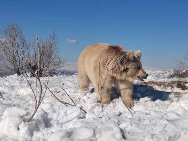 گەشتوگۆزارا دھۆکێ: ھرچێن چیایێ گارەی مەترسینە ل سەر گەشتیاران