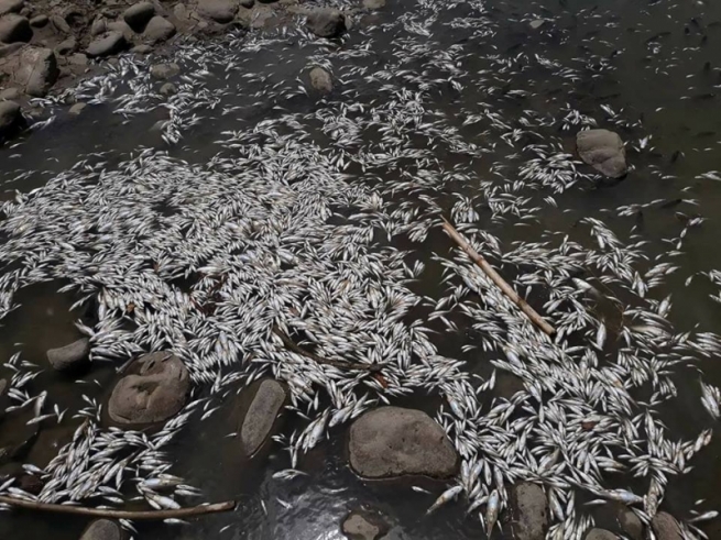  ھەزاران ماسی بەھۆی گرتنەوەی ئاو لەناو چوون