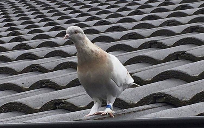 ئوسترالیا دەیەوێت کۆترێکی ئەمریکی بکوژێت کە 