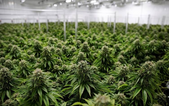 نەتەوە یەکگرتووەکان ماریوانای لە لیستی 'هۆشبەرە مەترسیدارەکان' دەرهێنا