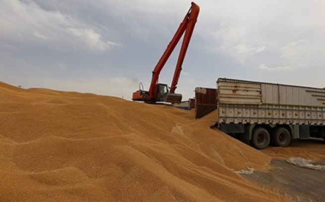 بۆ وەرگرتنی گەنمی جووتیارانی ھەرێمی کوردستان نوێنەری وەزارەتی کشتوکاڵ دەچێتە بەغدا