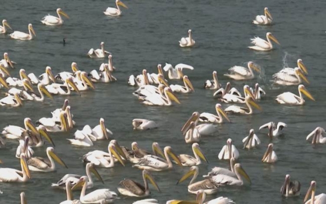 گەشتی قوڵینگەکان ساڵانە ملیۆنان دۆلار زیان لە ئیسرائیل دەدات