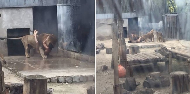 گەنجێك بۆ ئەوەی خۆی بكوژێ چووە نێو ژووری شێرەوە