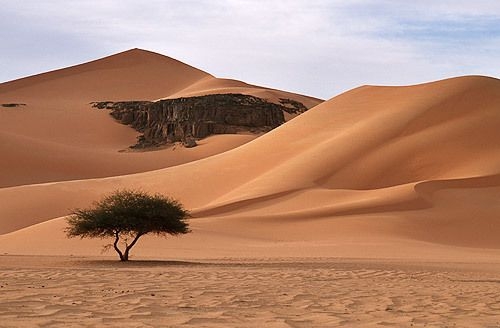پرۆژەیەكی ئەزموونی بۆ سەوزكردنی بیابان لە قەتەر