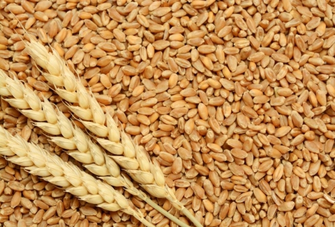 هەوڵی چارەسەركردنی گرفتى وه‌رگرتنى گه‌نمى جووتیارانی سلێمانی ده‌درێت