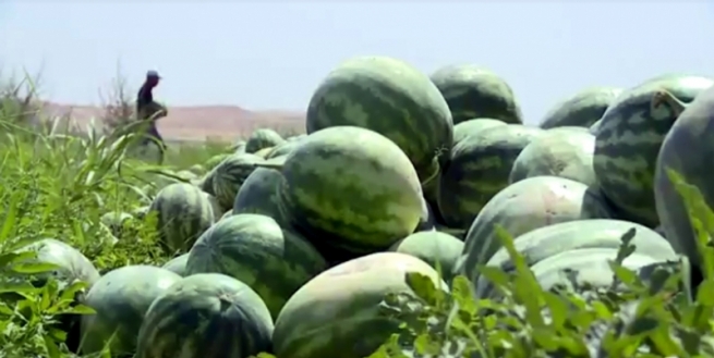 باجی گومرگی لەسەر بەرهەمی هاوردەی تەماتە و شووتی هەڵگیرا