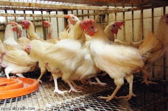 لە هەولێر دووكانەكانی فرۆشتنی مریشكی زیندوو دادەخرێن