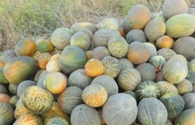 وەزارەتی کشتوکاڵ ماوەی وەرگرتنی باج لەسەر بەرهەمی کاڵەک درێژ کردەوە