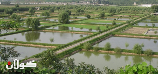 مۆڵه‌ت به‌ 5 پرۆژه‌ی حه‌وزی قه‌فه‌زی ماسی ده‌درێ