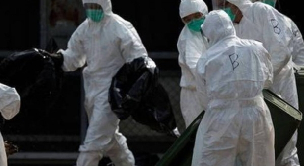 هۆڵه‌ندا 250 هه‌زار مریشكى تووشبووى ڤایرۆسى باڵنده‌ له‌ناو ده‌بات