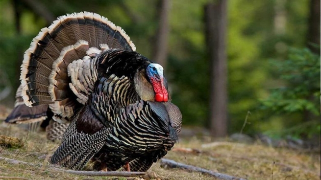 له‌ به‌ریتانیا (30) هه‌زار قه‌ل له‌ناوبران