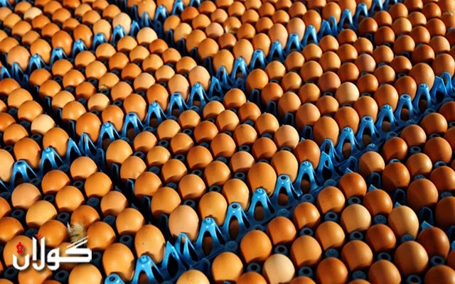  هەشت سەرمایەداری تورکیا بەهۆی بێ بازاڕیی هێلکە مایەپووچ دەبن 