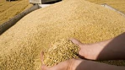 چه‌كی پاره‌ی گه‌نمی جووتیارانی هه‌رێم بۆ ئه‌مساڵ گه‌یشت 