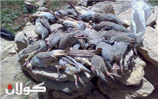 باڵەکایەتى.. بەردەوام بوونى دیاردەى راوکردن