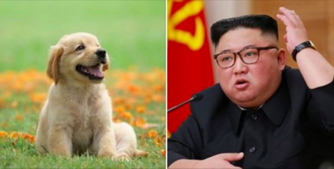 کیم جۆنگ ئون فەرمان بە هاووڵاتییان دەکات سەگەکانیان رادەست بکەن