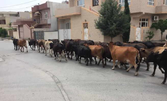 د. کەمال کەرکووکی: بە ھیچ جۆرێک فڕۆکە جەنگییەکانی ھاوپەیمانان ھێزی پێشمەرگەیان بۆردومان نەکردووە