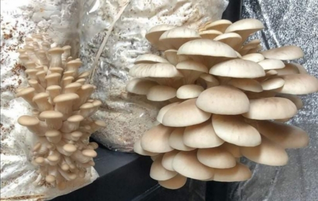 هاووڵاتییەک لە ڕواندز پڕۆژەی كوارگی سەدەفی بەرهەم هێناوە