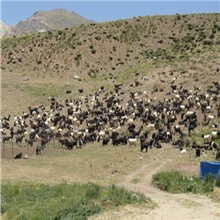 هیزەكانی ئێران لە کوێستانەکانی کوردستان 3 هەزار سەر مەری چوار شوانكاری كوردیان برد