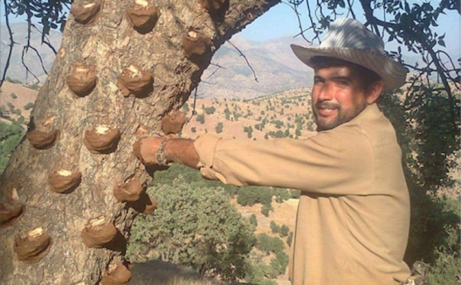 كۆكردنه‌وه‌ی بنێشتی كوردی لە گوندەواری پشدەر