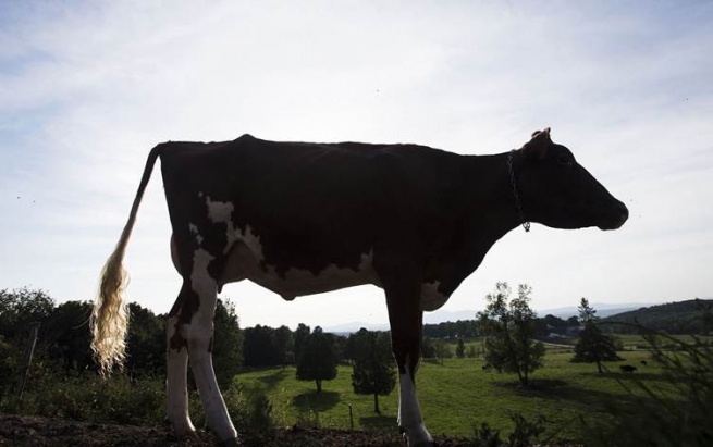 ئیمارات مانگای هۆڵەندی دەکڕێت