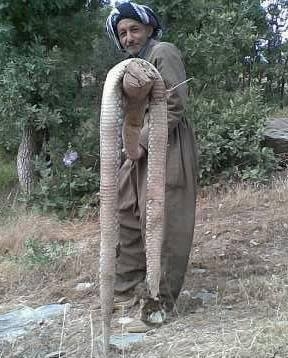  باڵەكایەتی... مارێكی تری كەم وێنەو قەبارە گەورە كوژرا 