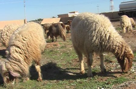 وشكە ساڵی زیانی گەورە بەسامانی ئاژەڵ گەیاندووەو  لەناوەڕاستی هاوین نرخی گۆشت بەرز دەبێتەوە