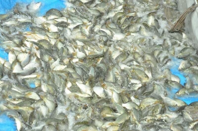  36 هەزار پەنجەماسی خرانە ناو دوو بەنداوی باوەشاسوار و ئەڵوەنەوە