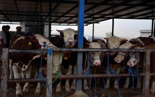 جەژنی قوربان لە هەرێمی کوردستان.. پێشبینی دەکرێت 30 هەزار ئاژەڵ بکرێنە قوربانی