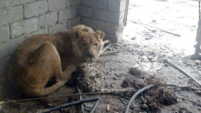  شێر و ورچێك لە شەڕی موسڵ رزگار دەبن