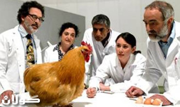 دوواى چه‌ندین سه‌ده‌ مشتومرِ.. توێژینه‌وه‌یه‌كی زانستی ده‌ریده‌خات هێلكه‌ له‌ مریشك بووه‌ نه‌ك مریشك له‌ هێلكه‌