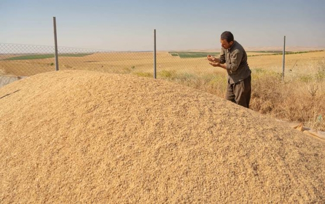 سبەی پارەی گەنمی جووتیارانی هەرێمی کوردستان دابەشدەکرێت
