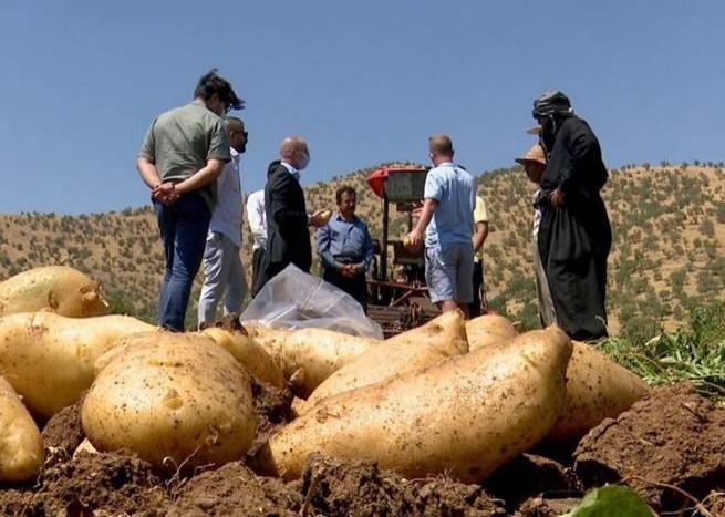 بەرهەمی پەتاتەی کوردستان لە 12 هەزار تۆنەوە بۆ 247 هەزار تۆن زیادیکردووە