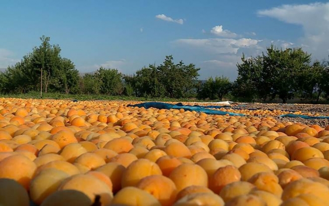 لە باکووری کوردستان بەهۆی بارانی سەختەوە بەرهەمی قەیسیی مەڵەتێ کەمدەبێتەوە