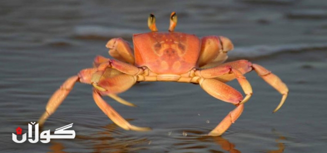 قرژاڵ لە رێگەی تیشكی سەروو بنەوشەییەوە خۆراكی خۆی دەدۆزێتەوە