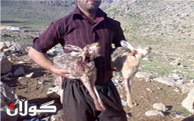 پۆلیسی دارستانی راپەڕین: بەهۆی هاتنی وەرزی زاوزێی ئاژەڵی كێویەوە هەڵمەتەكانمان بۆ رێگرتن لە راوكردن چڕكردوەتەوە 
