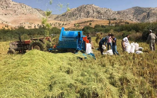 پێشبینیدەکرێت ئەمساڵ بەرهەمی برنجی خۆماڵی زیاتر لە 22 هەزار تۆن بێت