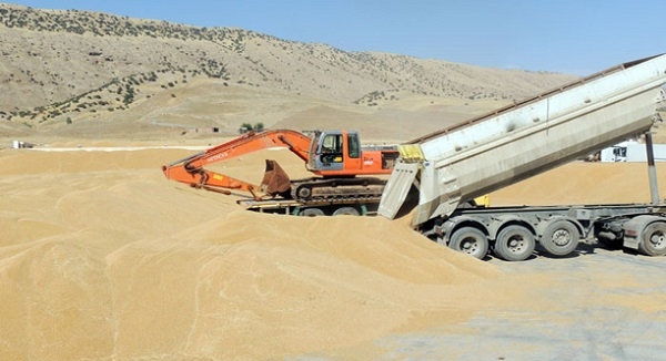  دهۆك.. تا ئەمڕۆ 74هەزار تۆن گەنم لە جووتیاران وەرگیراوە