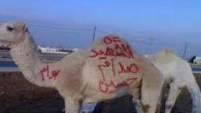 ده‌یه‌م حوشتر بۆ ده‌یه‌م ساڵ بۆ سه‌دام حوسێن قوربانی ده‌كات