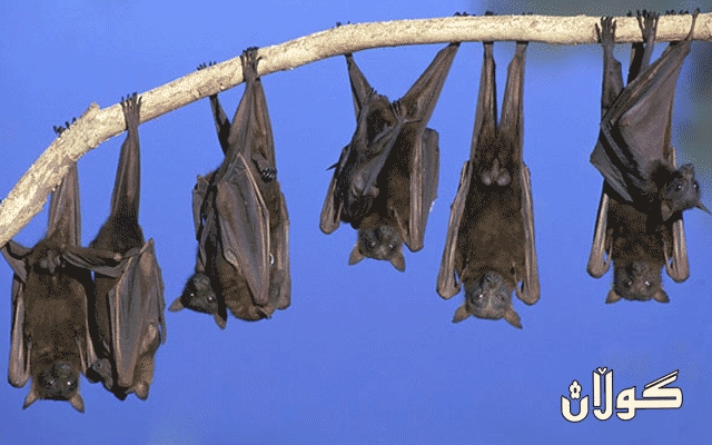 شه‌مشه‌مه‌كوێره‌ هه‌ڵگری كۆرۆنایه‌ به‌ڵام له‌ گواستنه‌وه‌ی به‌رپرس نییه‌ 