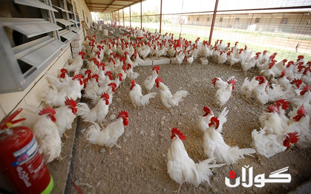  عێراق هاورده‌كردنی باڵندەی‌ له‌ 24 وڵات قه‌ده‌خه‌كرد 