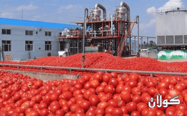 کارگەی دۆشاوی تەماتەی شارەزوور دەستی بەکار کردەوە
